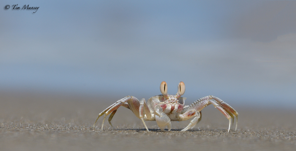 Sand Crab_3
